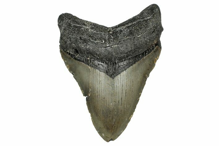 Fossil Megalodon Tooth - North Carolina #349382